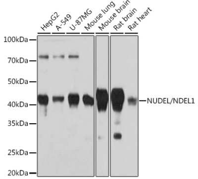 Western Blot: Nudel Antibody (9C8T10) [NBP3-16275] - Western blot analysis of extracts of various cell lines, using Nudel Rabbit mAb (NBP3-16275) at 1:1000 dilution. Secondary antibody: HRP Goat Anti-Rabbit IgG (H+L) at 1:10000 dilution. Lysates/proteins: 25ug per lane. Blocking buffer: 3% nonfat dry milk in TBST. Detection: ECL Basic Kit. Exposure time: 3min.