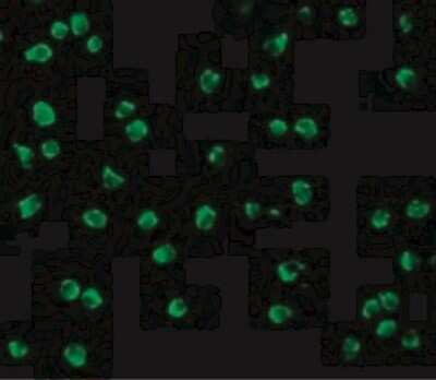 Immunocytochemistry/Immunofluorescence: Nudel Antibody [NBP1-76677] - Immunofluorescence of Nudel in Jurkat cells with Nudel antibody at 10 ug/mL.