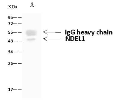 Immunoprecipitation: Nudel Antibody [NBP2-97160] - Nudel was immunoprecipitated using: Lane A: 0.5 mg HeLa Whole Cell Lysate 4 ul anti-Nudel rabbit polyclonal antibody and 60 ug of Immunomagnetic beads Protein A/G.  Primary antibody: Anti-Nudel rabbit polyclonal antibody, at 1:100 dilution. Secondary antibody: Goat Anti-Rabbit IgG (H+L)/HRP at 1/10000 dilution. Developed using the ECL technique. Performed under reducing conditions. Predicted band size: 38 kDa. Observed band size: 43 kDa.