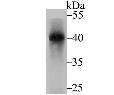 Western Blot: Nudel Antibody (JG38-63) [NBP2-76854] - Western blot analysis of Nudel on rat brain tissue lysate using anti-Nudel antibody at 1/2,000 dilution.