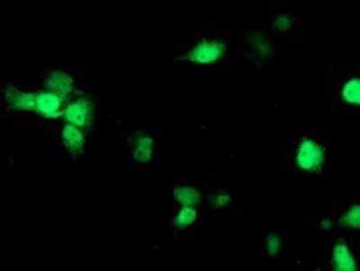 Immunocytochemistry/Immunofluorescence: Nudel Antibody (OTI5E11) - Azide and BSA Free [NBP2-73104] - Staining of COS7 cells transiently transfected by pCMV6-ENTRY Nudel.