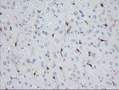 Immunohistochemistry: Nudel Antibody (OTI5E11) - Azide and BSA Free [NBP2-73104] - Staining of paraffin-embedded Human liver tissue using anti-Nudel mouse monoclonal antibody.