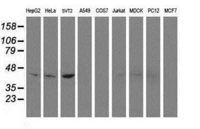 Western Blot: Nudel Antibody (OTI5E11) - Azide and BSA Free [NBP2-73104] - Analysis of extracts (35ug) from 9 different cell lines by using anti-Nudel monoclonal antibody.