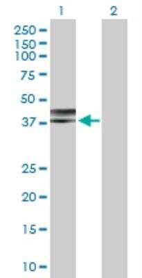 Western Blot: Nudel Antibody [H00081565-D01P] - analysis of NDEL1 expression in transfected 293T cell line by NDEL1 MaxPab rabbit polyclonal antibody. Lane 1: NDEL1 transfected lysate (38.40 KDa). Lane 2: Non-transfected lysate.