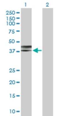 Western Blot: Nudel Antibody [H00081565-D01P] - Analysis of NDEL1 expression in transfected 293T cell line by NDEL1 polyclonal antibody.Lane 1: NDEL1 transfected lysate(38.40 KDa).Lane 2: Non-transfected lysate.