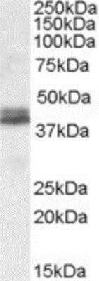 Western Blot: Nudel Antibody [NBP1-28801] - (0.1ug/ml) staining of Human Cer(35ug protein in RIPA buffer). Primary incubation was 1 hour. Detected by chemiluminescence.