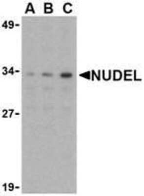 Western Blot: Nudel Antibody [NBP1-76677] - Jurkat whole cell lysate with Nudel antibody at (A) 0.5, (B) 1, or (C) 2 ug/ml.