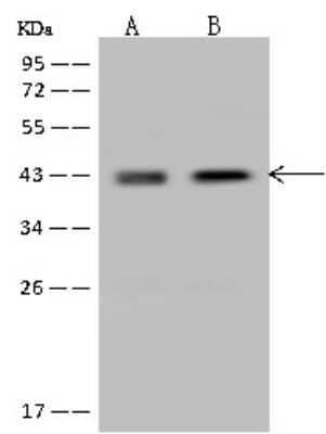 Western Blot: Nudel Antibody [NBP2-97160] - Anti-Nudel rabbit polyclonal antibody at 1:500 dilution. Lane A: HeLa Whole Cell Lysate Lane B: Jurkat Whole Cell Lysate Lysates/proteins at 30 ug per lane. Secondary Goat Anti-Rabbit IgG (H+L)/HRP at 1/10000 dilution. Developed using the ECL technique. Performed under reducing conditions. Predicted band size: 38 kDa. Observed band size: 43 kDa