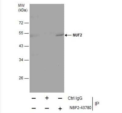 Immunoprecipitation: Nuf2 Antibody (312) [NBP2-43780] - Immunoprecipitation of NUF2 protein from HeLa whole cell extracts using 5 ug of NUF2 antibody [312].  Western blot analysis was performed using NUF2 antibody [312].  EasyBlot anti-Mouse IgG was used as a secondary reagent.