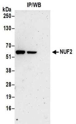 Immunoprecipitation: Nuf2 Antibody [NBP2-32210] - Samples:  Whole cell lysate (0.5 or 1.0 mg per IP reaction; 20% of IP loaded) from HeLa cells.  Antibodies:  Affinity purified rabbit anti-NUF2 antibody NBP2-32210 used for IP at 6 ug per reaction. For blotting immunoprecipitated NUF2 was used at 1 ug/ml.  Detection: Chemiluminescence with an exposure time of 3 minutes.