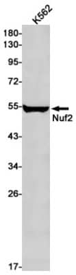 Western Blot: Nuf2 Antibody (S07-9E2) [NBP3-19724] - Western blot detection of Nuf2 in K562 cell lysates using NBP3-19724 (1:1000 diluted). Predicted band size: 54kDa. Observed band size: 54kDa.