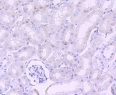 Immunohistochemistry-Paraffin: Numb Antibody (JM10-023) [NBP2-66991] - Analysis of paraffin-embedded mouse kidney tissue using anti-NUMB antibody. Counter stained with hematoxylin.