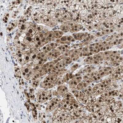 Immunohistochemistry-Paraffin: Nup53 Antibody [NBP1-92212] - Staining of human adrenal gland shows strong nuclear and moderate cytoplasmic positivity in cortical cells.