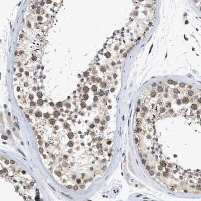 Immunohistochemistry-Paraffin: Nup53 Antibody [NBP1-92214] - Staining of human testis shows strong positivity in nuclear membrane in cells in seminiferous ducts.