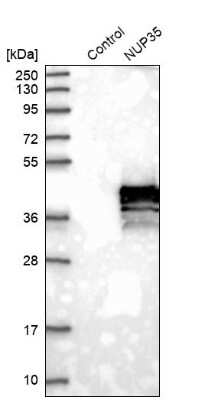 Western Blot: Nup53 Antibody [NBP1-92213] - Analysis in control (vector only transfected HEK293T lysate) and NUP35 over-expression lysate (Co-expressed with a C-terminal myc-DDK tag (3.1 kDa) in mammalian HEK293T cells).