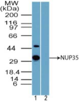 Western Blot: Nup53 Antibody [NBP2-24525] - analysis of NUP35 in human liver lysate in the 1) absence and 2) presence of immunizing peptide using NUP35 antibody at 1.0 ug/ml. I goat anti-rabbit Ig HRP secondary antibody and PicoTect ECL substrate solution were used for this test.