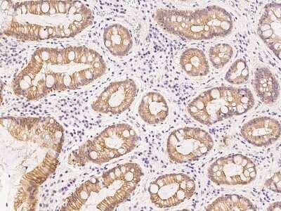 Immunohistochemistry-Paraffin: Nurim Antibody [NBP2-99482] - Immunochemical staining of human Nurim in human stomach with rabbit polyclonal antibody at 1:300 dilution, formalin-fixed paraffin embedded sections.