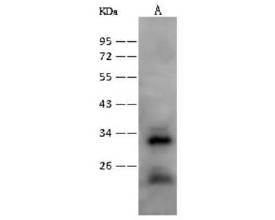 Western Blot: Nurim Antibody [NBP2-99482] - Anti-Nurim rabbit polyclonal antibody at 1:2000 dilution. Lane A: HeLa Whole Cell Lysate. Lysates/proteins at 30 ug per lane. Secondary Goat Anti-Rabbit IgG (H+L)/HRP at 1/10000 dilution. Developed using the ECL technique. Performed under reducing conditions. Predicted band size: 29 kDa. Observed band size: 32 kDa