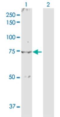 Western Blot: Nurr1/NGFI-B beta/NR4A2 Antibody [H00004929-D01P] - Analysis of NR4A2 expression in transfected 293T cell line by NR4A2 polyclonal antibody.Lane 1: NR4A2 transfected lysate(66.60 KDa).Lane 2: Non-transfected lysate.