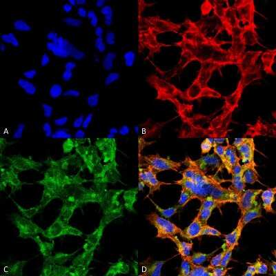 Immunocytochemistry/Immunofluorescence: O-GlcNAc Antibody (9H6) [NBP2-59385] - Immunocytochemistry/Immunofluorescence analysis using Mouse Anti-O-GlcNAc Monoclonal Antibody, Clone 9H6 (NBP2-59385). Tissue: Embryonic kidney epithelial cell line (HEK293). Species: Human. Fixation: 5% Formaldehyde for 5 min. Primary Antibody: Mouse Anti-O-GlcNAc Monoclonal Antibody (NBP2-59385) at 1:50 for 30-60 min at RT. Secondary Antibody: Goat Anti-Mouse Alexa Fluor 488 at 1:1500 for 30-60 min at RT. Counterstain: Phalloidin Alexa Fluor 633 F-Actin stain; DAPI (blue) nuclear stain at 1:250, 1:50000 for 30-60 min at RT. Magnification: 20X (2X Zoom). (A) DAPI (blue) nuclear stain. (B) Phalloidin Alexa Fluor 633 F-Actin stain. (C) O-GlcNAc Antibody (D) Composite. Courtesy of: Dr. Robert Burke, University of Victoria.