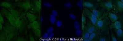 Immunocytochemistry/Immunofluorescence: O-GlcNAc Antibody (RL2) - Azide and BSA Free [NBP2-80892] - HeLa cells were fixed for 10 minutes using 10% formalin and then permeabilized for 5 minutes using 1X PBS + 0.5% Triton X-100. The cells were incubated with anti-O-GlcNAc (RL2) at 5 ug/mL overnight at 4C and detected with an anti-mouse Dylight 488 (Green) at a 1:500 dilution. Nuclei were counterstained with DAPI (Blue). Cells were imaged using a 40X objective. Image from the standard format of this antibody.