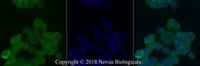 Immunocytochemistry/Immunofluorescence: O-GlcNAc Antibody (RL2) - Azide and BSA Free [NBP2-80892] - Neuro2a cells were fixed for 10 minutes using 10% formalin and then permeabilized for 5 minutes using 1X PBS + 0.5% Triton X-100. The cells were incubated with anti-O-GlcNAc (RL2) at 5 ug/mL overnight at 4C and detected with an anti-mouse Dylight 488 (Green) at a 1:500 dilution. Nuclei were counterstained with DAPI (Blue). Cells were imaged using a 40X objective. Image from the standard format of this antibody.