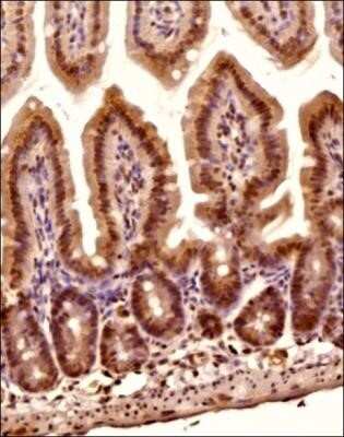 Immunohistochemistry: O-GlcNAc Antibody (RL2) - Azide and BSA Free [NBP2-80892] - Analysis of a FFPE tissue section of the mouse colon using 1:200 dilution of O-GlcNAc [RL2] antibody (NB300-524). The signal was developed using HRP-DAB method which followed counterstaining of the cells with hematoxylin. Image from the standard format of