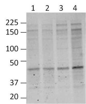 Western Blot: O-GlcNAc Antibody (RL2) - Azide and BSA Free [NBP2-80892] - Analysis of mouse cortical brain lysates using O-Linked N-Acetylglucosamine Monoclonal Antibody. Blots containing cortical extracts from 4 individual C57BL/6 mice (Lanes 1-4) were blocked with 5% milk in TBST, and probed with MA1-072 at 1:1000, followed by a fluorophore-conjugated goat anti-mouse IgG secondary antibody. Data courtesy of the Innovators Program. Image from the standard format of this antibody.