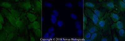 Immunocytochemistry/Immunofluorescence: O-GlcNAc Antibody (RL2) [NB300-524] - HeLa cells were fixed for 10 minutes using 10% formalin and then permeabilized for 5 minutes using 1X PBS + 0.5% Triton X-100. The cells were incubated with anti-O-GlcNAc (RL2) at 5 ug/mL overnight at 4C and detected with an anti-mouse Dylight 488 (Green) at a 1:500 dilution.  Nuclei were counterstained with DAPI (Blue). Cells were imaged using a 40X objective.