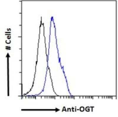 Flow Cytometry: O-GlcNAc Transferase p110 subunit Antibody [NB100-57845] - Paraformaldehyde fixed HEK293 cells (blue line), permeabilized with 0.5% Triton. Primary incubation 1hr (10 ug/mL) followed by Alexa Fluor 488 secondary antibody (1 ug/mL). IgG control: Unimmunized goat IgG (black line) followed by Alexa Fluor 488 secondary antibody.