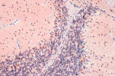 Immunohistochemistry-Paraffin: O-GlcNAc Transferase p110 subunit Antibody [NBP1-32791] - Mouse brain.O-GlcNAc transferase stained by O-GlcNAc transferase antibody diluted at 1:500. Antigen Retrieval: Citrate buffer, pH 6.0, 15 min. 