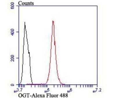 Flow Cytometry: O-GlcNAc Transferase p110 subunit Antibody (JB44-39) [NBP2-75601] - Analysis of Hela cells with OGT antibody at 1/100 dilution (red) compared with an unlabelled control (cells without incubation with primary antibody; black). Alexa Fluor 488-conjugated goat anti rabbit IgG was used as the secondary antibody