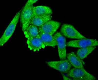 Immunocytochemistry/Immunofluorescence: O-GlcNAc Transferase p110 subunit Antibody (JB44-39) [NBP2-75601] - Staining OGT in Hela cells (green). The nuclear counter stain is DAPI (blue). Cells were fixed in paraformaldehyde, permeabilised with 0.25% Triton X100/PBS.