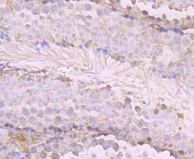 Immunohistochemistry-Paraffin: O-GlcNAc Transferase p110 subunit Antibody (JB44-39) [NBP2-75601] - Analysis of paraffin-embedded mouse testis tissue using anti-OGT antibody. Counter stained with hematoxylin.