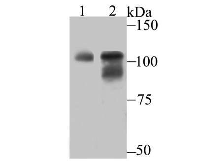 Western Blot O-GlcNAc Transferase p110 subunit Antibody (JB44-39)