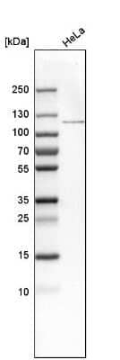 Western Blot: O-GlcNAc Transferase p110 subunit Antibody [NBP1-89845] - Analysis in human cell line HeLa.