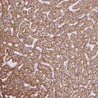 Immunohistochemistry-Paraffin OAF Antibody - BSA Free