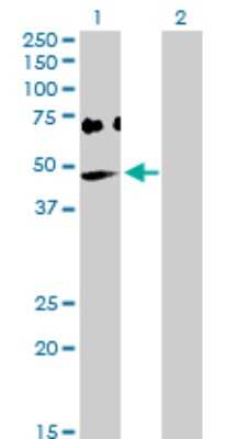 Western Blot: OAS1 Antibody [H00004938-D01P] - Western Blot analysis of OAS1 expression in transfected 293T cell line by OAS1 MaxPab rabbit polyclonal antibody. Lane 1: OAS1 transfected lysate (46.00 KDa). Lane 2: Non-transfected lysate.