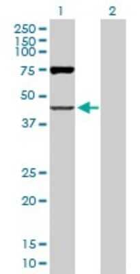 Western Blot: OAS1 Antibody [H00004938-D03P] - Analysis of OAS1 expression in transfected 293T cell line by OAS1 polyclonal antibody.Lane 1: OAS1 transfected lysate(40.04 KDa).Lane 2: Non-transfected lysate.
