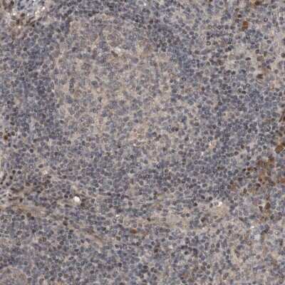 Immunohistochemistry-Paraffin: OASIS/CREB3L1 Antibody [NBP1-82503] - Staining of human lymph node shows low expression as expected.