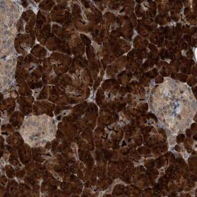 <b>Orthogonal Strategies Validation. </b>Immunohistochemistry-Paraffin: OASIS/CREB3L1 Antibody [NBP1-82503] - Staining of human pancreas shows high expression.