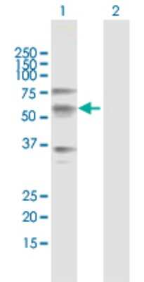 Western Blot: OASIS/CREB3L1 Antibody [H00090993-B01P] - Analysis of CREB3L1 expression in transfected 293T cell line by CREB3L1 polyclonal antibody.  Lane 1: CREB3L1 transfected lysate(57.09 KDa). Lane 2: Non-transfected lysate.
