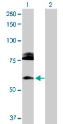 Western Blot: OASIS/CREB3L1 Antibody [H00090993-D01P] - Analysis of CREB3L1 expression in transfected 293T cell line by CREB3L1 polyclonal antibody.Lane 1: CREB3L1 transfected lysate(57.00 KDa).Lane 2: Non-transfected lysate.