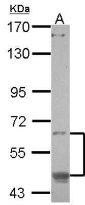 Western Blot: OASIS/CREB3L1 Antibody [NBP2-16007] -  Sample (30 ug of whole cell lysate) A: A549 7. 5% SDS PAGE gel, diluted at 1:500.