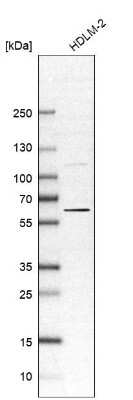 Western Blot OASL Antibody