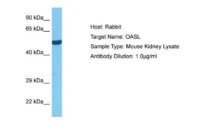 Western Blot: OASL Antibody [NBP1-91626] - Host: Rabbit. Target Name: OASL. Sample Tissue: Mouse Kidney. Antibody Dilution: 1ug/ml