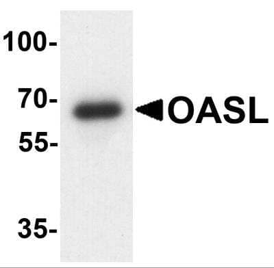 Western Blot OASL Antibody - BSA Free