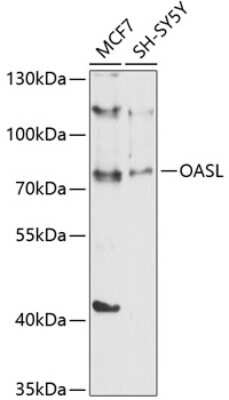 Western Blot: OASL Antibody [NBP2-94174] - Analysis of extracts of various cell lines, using OASL at 1:1000 dilution.Secondary antibody: HRP Goat Anti-Rabbit IgG (H+L) at 1:10000 dilution.Lysates/proteins: 25ug per lane.Blocking buffer: 3% nonfat dry milk in TBST.Detection: ECL Basic Kit .Exposure time: 60s.