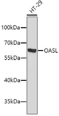 Western Blot: OASL Antibody [NBP3-04193] - Analysis of extracts of HT-29 cells, using OASL antibody . Secondary antibody: HRP Goat Anti-Rabbit IgG (H+L) at 1:10000 dilution. Lysates/proteins: 25ug per lane. Blocking buffer: 3% nonfat dry milk in TBST.
