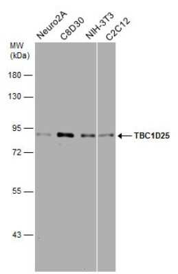 Western Blot: OATL1 Antibody [NBP3-13115] - Various whole cell extracts (30 ug) were separated by 7.5% SDS-PAGE, and the membrane was blotted with OATL1 antibody (NBP3-13115) diluted at 1:1000.